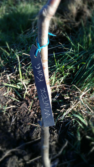 Winter King apple - just planted
