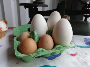 Goose eggs with chicken eggs